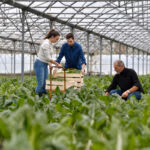Farmer with apprentice working in greenhouse