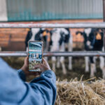 Hands of an unrecognizable young woman farmer taking vertical photos of cows with her mobile phone. Focus on the screen.