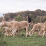 Photography by Mark Ward, 
awardweddings.fr