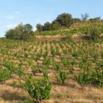 carignan-terrasse-printemps1--1-