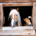 haflinger horse and foal in Tyrol, Austria