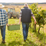 Erntehelfer tragen eine Kiste mit Weintrauben bei der Weinernte im Weinberg