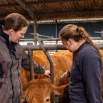 Formation d'une élève stagiaire de lycée agricole par une éleveuse de  vaches limousines. Vaccination contre la FCO avec le vaccin de la marque Bluevac.. Décembre 2024