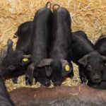 Capture d’écran 2025-08-08 à 14.55.16