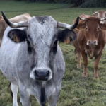 Capture d’écran 2026-01-21 à 15.01.10