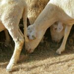 pexels-msaimakin-28087107