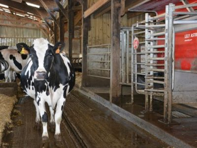 vache prim holstein stabulation robot de traite