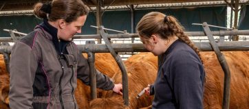 Formation d'une élève stagiaire de lycée agricole par une éleveuse de  vaches limousines. Vaccination contre la FCO avec le vaccin de la marque Bluevac.. Décembre 2024
