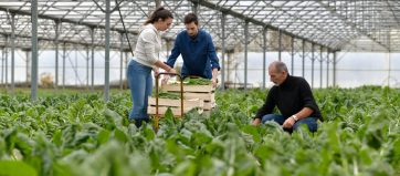 Farmer with apprentice working in greenhouse
