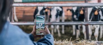 Hands of an unrecognizable young woman farmer taking vertical photos of cows with her mobile phone. Focus on the screen.