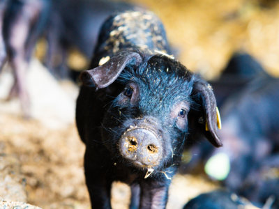 Capture-decran-2024-11-18-204846 (1)