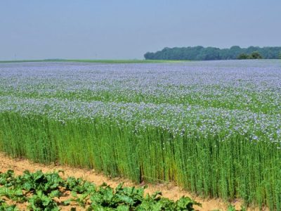 Champ-de-lin-fleuri-750x375