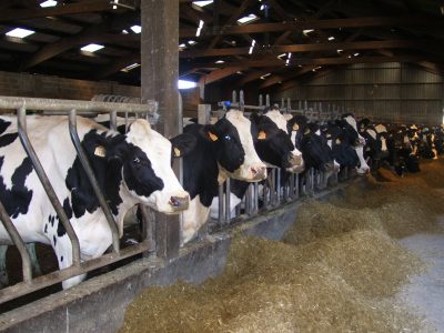 V Randoferme theix 2011 005