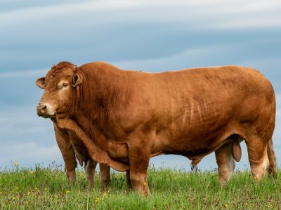 annabel_p-bull-9983300_1920