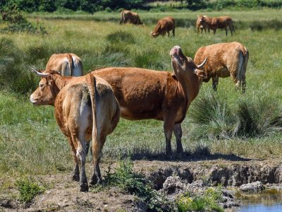 christels-cow-2494835_1920