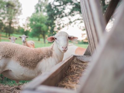cparks-sheep-5358102_1920