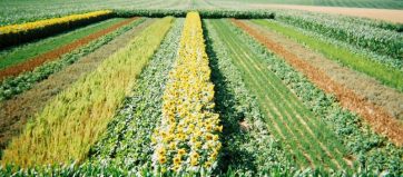 éphydia-recherche-expérimentation-végétale-essai-cultural