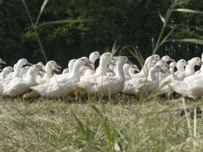 mulard-canard-vendee-val-de-sevre