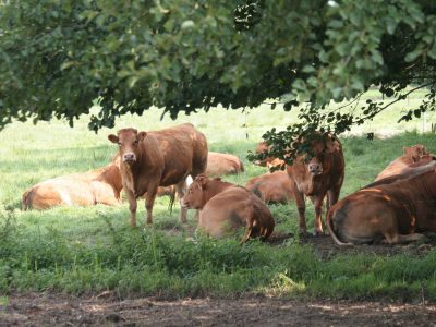 nhughes552-limousin-4396610