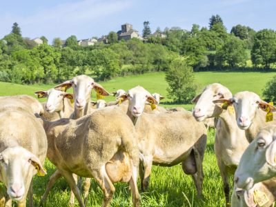 Brebis lait - UPRA Lacaune