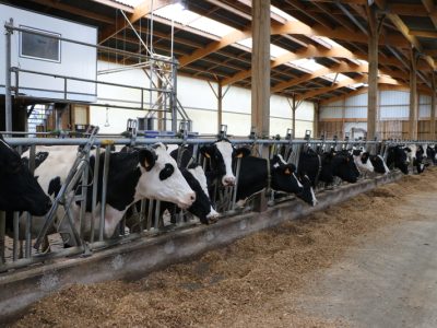 vaches laitières au cornadis