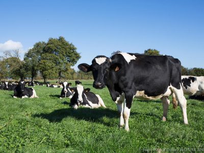 Troupeau de vaches de race Prim'Holstein dans un pré