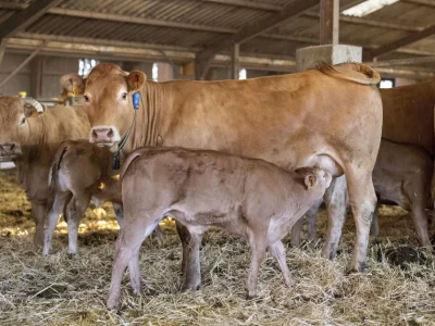 veau-tetee-vache-1536x1024