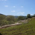 21728870_1154833051282958_1696533158842811753_o